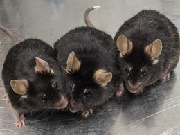Мыши, рожденные из яйцеклеток, которые были оплодотворены полученными сперматозоидами