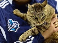 Кошка Матроска - талисман ХК "Адмирал" (Владивосток)