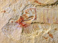 Chengjiangocaris kunmingensis