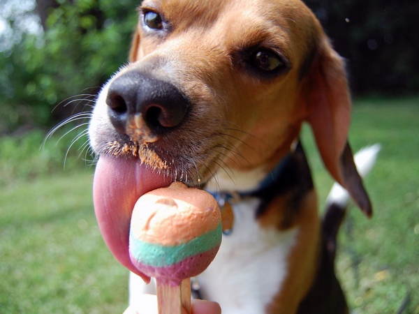 Собака с мороженым