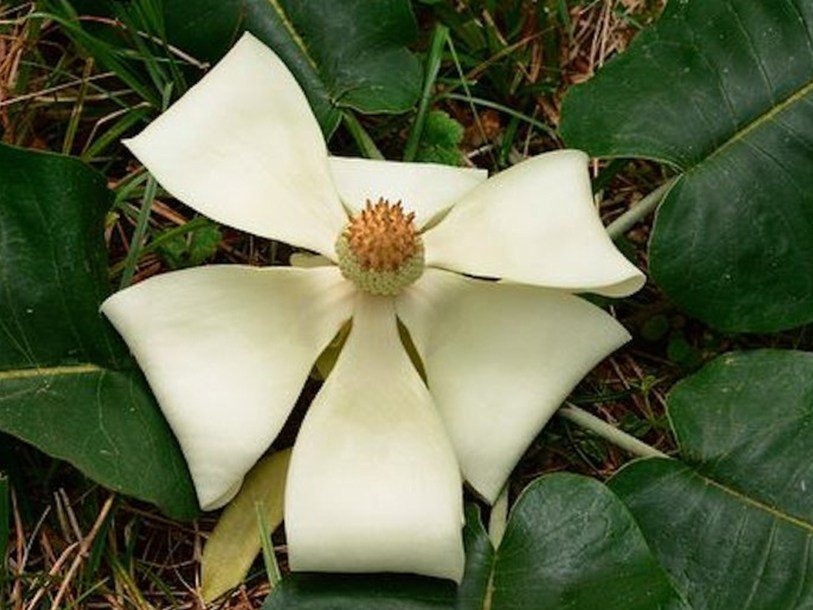 Magnolia rzedowskiana