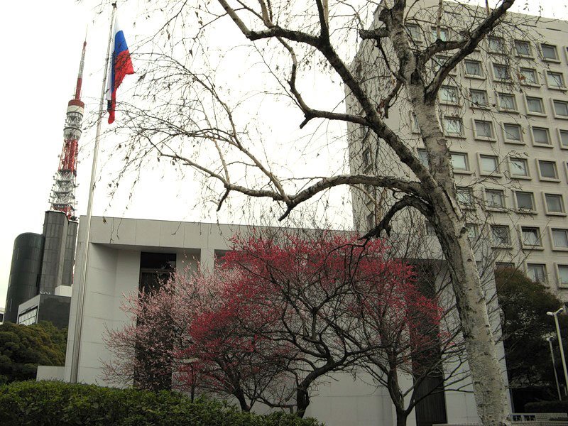 Посольство японии в россии