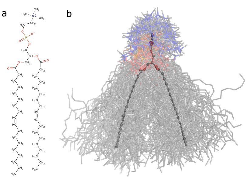 Структура молекулы DOPC, изучаемой авторами. Слева - химическая структура молекулы, справа - возможные положения молекулы в пространстве. Изображение любезно предоставлено авторами исследования