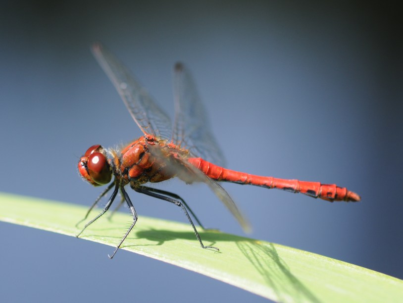 Sympetrum sanguineum