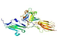 Компьютерная модель рецептора 2 типа фактора роста фибробластов (FGFR2)