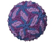 Компьютерная модель белковой оболочки (капсида) вируса Зика