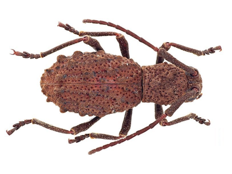 Самка жука Borneostyrax cristatus