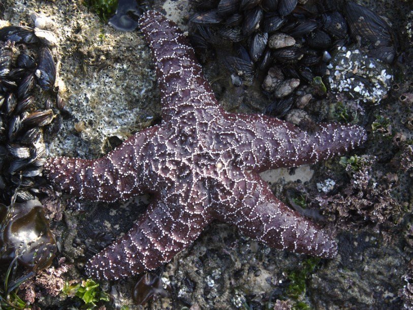 Морская звезда вида Pisaster ochraceus