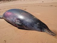 Клюворылый кит, найденный на пляже Уэйтпинга в Австралии