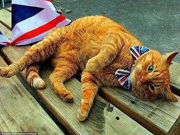 Британский кот с британским флагом