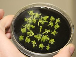 Чашка Петри с генно-модифицированными растениями