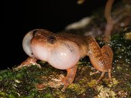 Самец бомбейской ночной лягушки издает брачный призыв