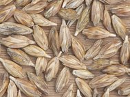 Зерна пшеницы двузернянки