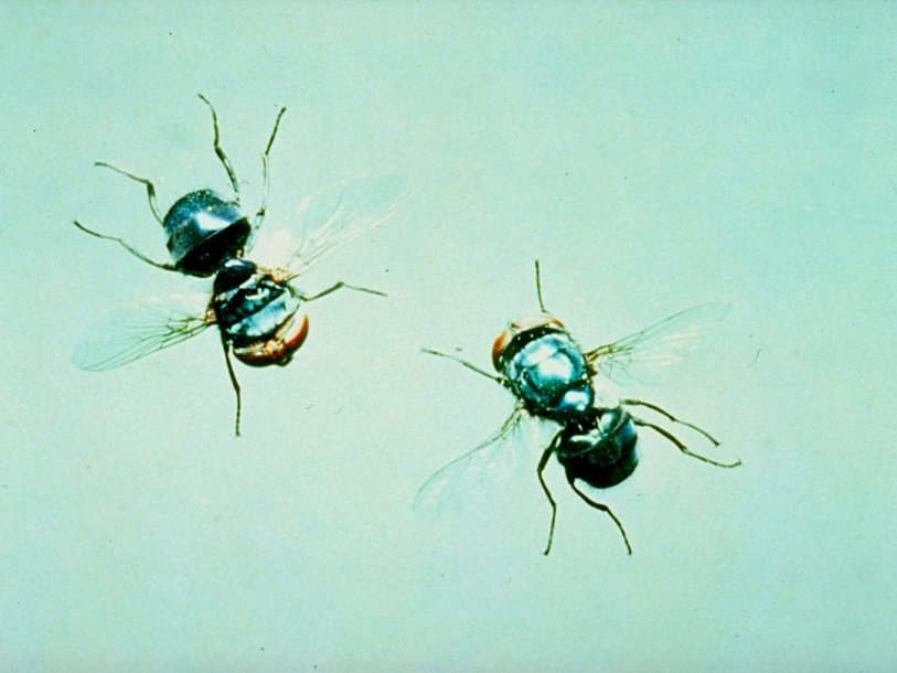 Мясные мухи Cochliomyia hominivorax