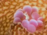 Коралловые полипы под микроскопом