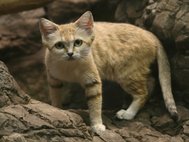Барханная кошка