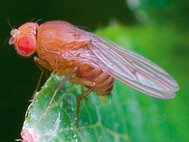 Drosophila simulans