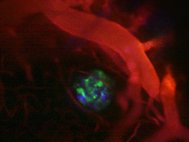 Нейромедиаторы (обозначены синим и зеленым) в мозге мыши