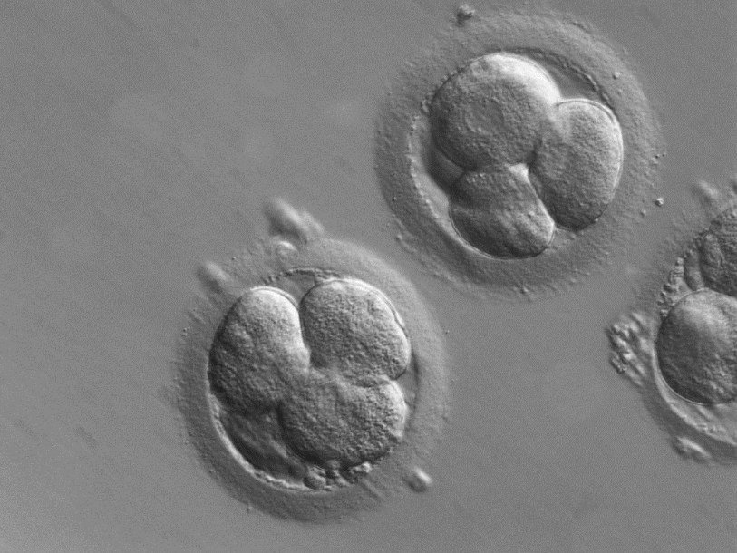 Эмбрионы, полученные при помощи экстракорпорального оплодотворения