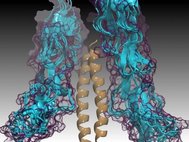 М-белок, окруженный молекулами C4BP