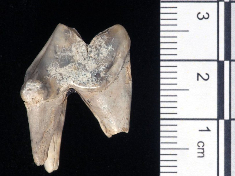 Найденный при раскопках в Блик-Мид собачий зуб