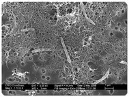 Бактерия Desulforudis audaxviator под растровым электронным микроскопом