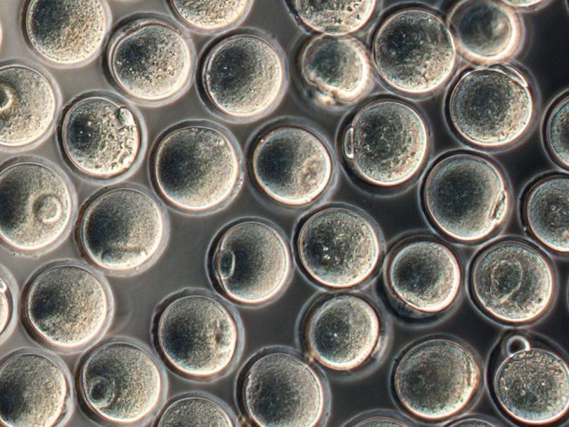 Мышиные яйцеклетки, полученные из стволовых клеток