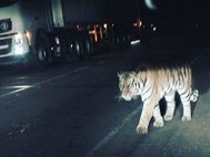Тигр во Владивостоке