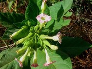 Исследовательская группа апробировала свою разработку на табаке (Nicotiana tabacum)