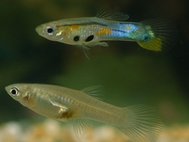 Poecilia reticulata