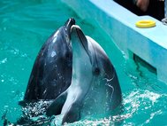 Дельфины в Приморском океанариуме на о. Русский.