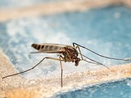 Комар вида Culex pipiens, один из разносчиков лихорадки Западного Нила