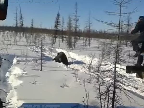Кадр из ролика, запечатевшего травлю медведя в Якутии.