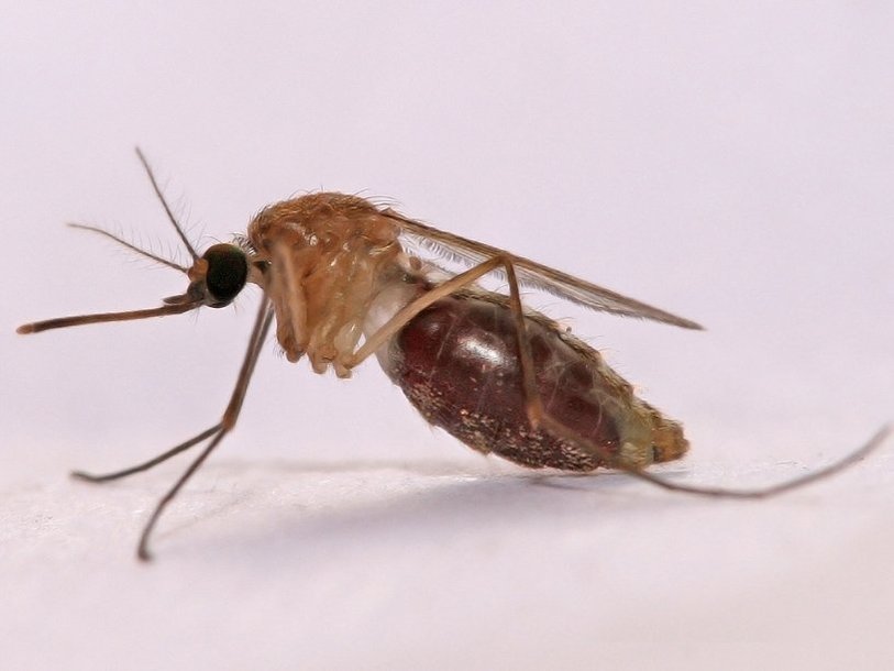 Малярийный комар Anopheles gambiae