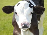 Метод получения безрогих коров с помощью вставки гена сильно сократит расходы на процедуру удаления рогов