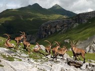 Альпийские горные козлы