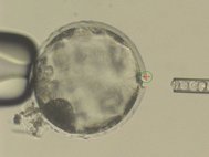 Иньекция стволовых клеток в эмбрион