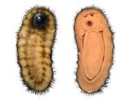 Компьютерная реконструкция Calvapilosa kroegeri