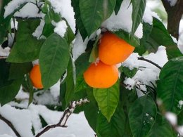 Грузинские мандарины под снегом.