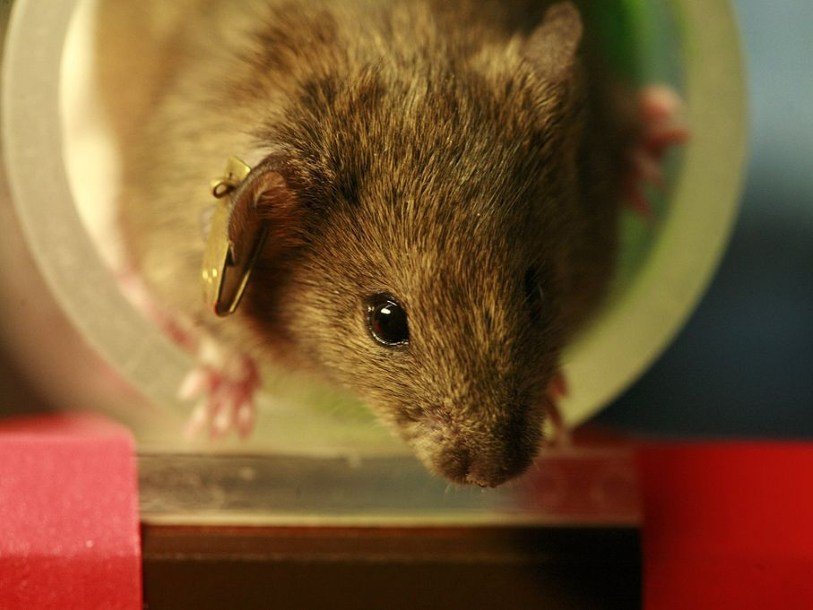 Исследователи провели на лабораторных мышах успешный эксперимент по применению свойств вируса бешенства в борьбе с опухолями головного мозга