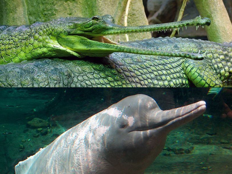 Гангский гавиал и амазонский дельфин
