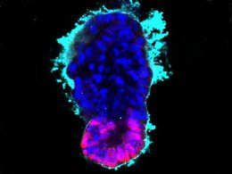 Эмбрион через 96 часов после заселения матрикса стволовыми клетками