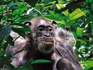 Шимпанзе в лесу Нгого