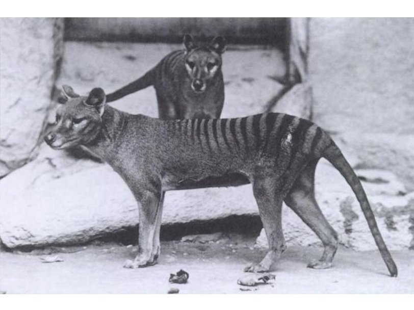 Сумчатые волки в Вашингтонском зоопарке, около 1904 г.