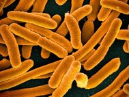 Бактерии кишечной палочки являются частью микробиоты человека