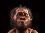 Реконструкция Homo naledi
