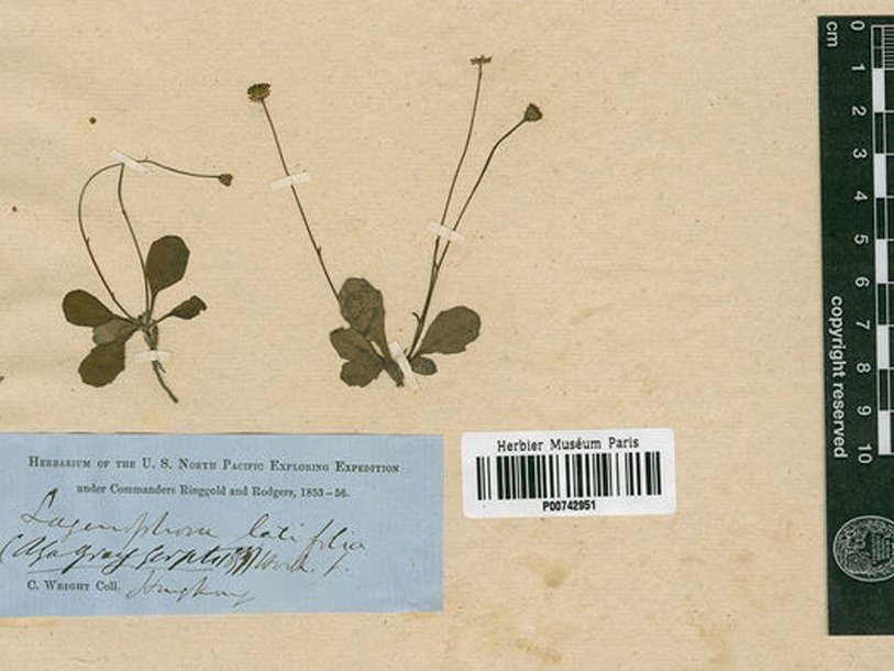 Сохранившаяся фотография уничтоженного австралийскими таможенниками образца растения из рода Lagenophora.