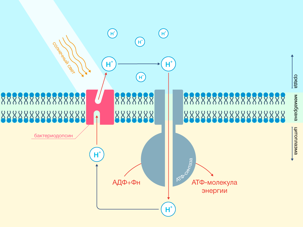 Протонный градиент. Бактериородопсин. Бактериородопсин принцип работы. Бактериородопсин как протонный насос.