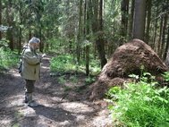 Гигантский муравейник в Клинском районе Подмосковья