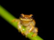 Древесная лягушка (Dendropsophus ebraccatus)